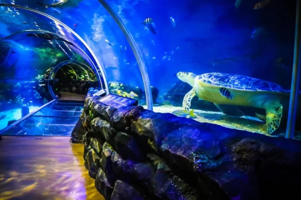 Privado: National Sea Life Centre Entrance Ticket