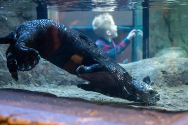 Privado: National Sea Life Centre Entrance Ticket